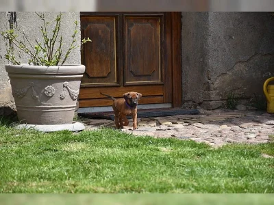 Rhodézský ridgeback chlapeček hledá milující domov :-)