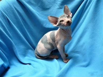 Poslední koťátka Kanadský Sphynx s PP k rezervaci