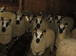 Prodáme ovce Kerry Hill