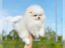 Pomeranian (trpasličí špic) štěňata