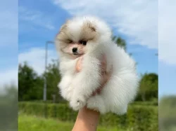 Pomeranian (trpasličí špic) štěňata