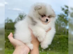 Pomeranian (trpasličí špic) štěňata