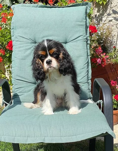 Kavalír King Charles španěl s PP