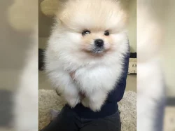 Pomeranian - štěně krémový pejsek s PP FCI