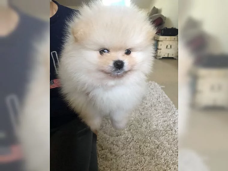 Pomeranian - štěně krémový pejsek s PP FCI