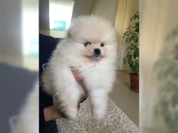 Pomeranian - štěně krémový pejsek s PP FCI