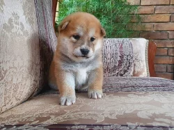 Štěňata Shiba Inu, čistokrevná