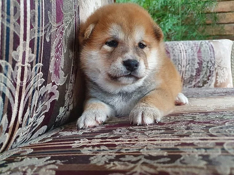 Štěňata Shiba Inu, čistokrevná