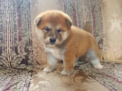 Štěňata Shiba Inu, čistokrevná