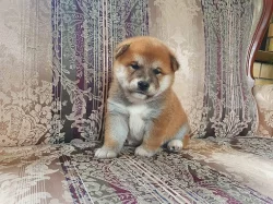 Štěňata Shiba Inu, čistokrevná
