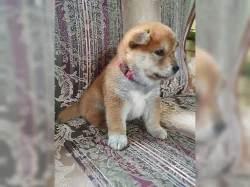 Štěňata Shiba Inu, čistokrevná