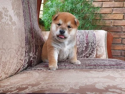Štěňata Shiba Inu, čistokrevná