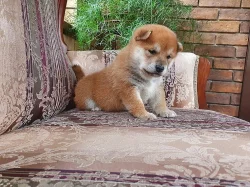 Štěňata Shiba Inu, čistokrevná