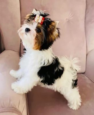 Prodám štěňata Biewer s PP