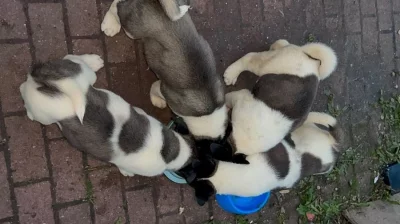 Štěňata Akita na Prodej