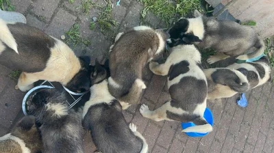 Štěňata Akita na Prodej