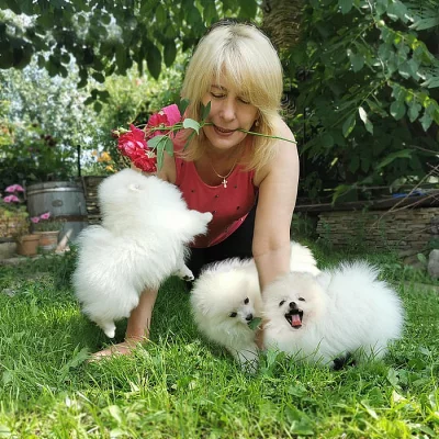 bílý Německý špic trpasličí (Pomeranian) štěňata