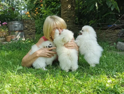 bílý Německý špic trpasličí (Pomeranian) štěňata