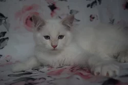 CHS prodá sibiřská koťátka