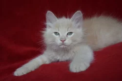 CHS prodá sibiřská koťátka