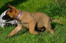 Štěňata belgického ovčáka