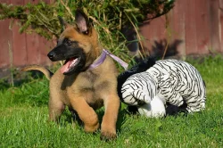 Štěňata belgického ovčáka