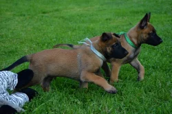 Štěňata belgického ovčáka