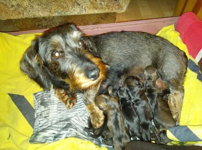 Jezevčík drsnosrstý standard s PP