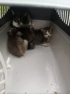 Daruji 3 koťata a jejich maminku