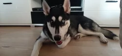 Sibiřskeho huskyho