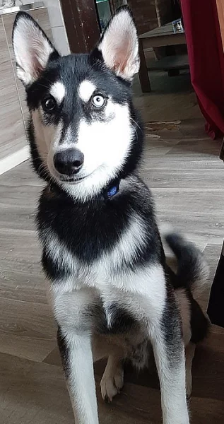 Sibiřskeho huskyho