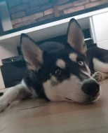 Sibiřskeho huskyho