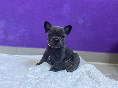 Francouzský buldoček na prodej