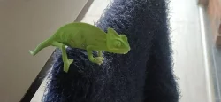 Chameleon Jemenský