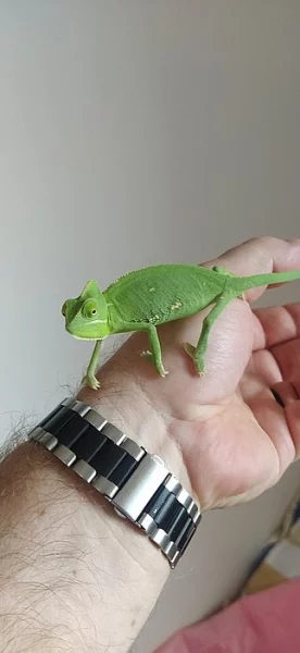 Chameleon Jemenský