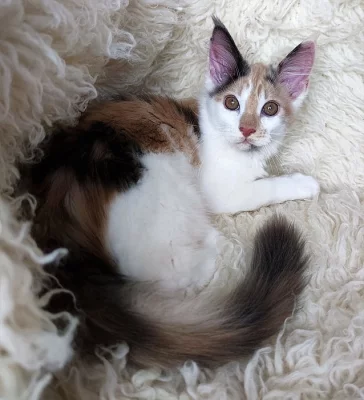 Mainská mývalí koťátka s PP