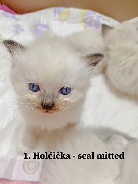 Nabízím Ragdoll koťátka bez PP