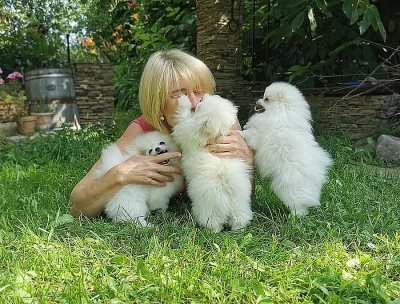 Bílý Německý špic trpasličí (Pomeranian) štěňata