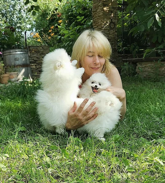Bílý Německý špic trpasličí (Pomeranian) štěňata