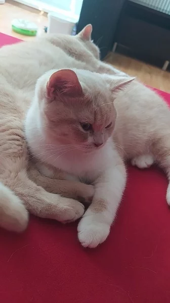 Britský kocourek kotě bicolor s PP