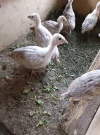 Prodám krůty