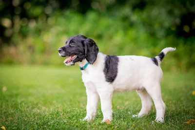 Velký münsterlandský ohař VMO