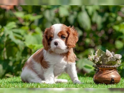 očkované Kavalír King Charles Španěl