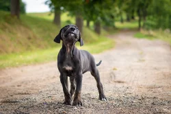 Louisiansky Leopardi Pes - Catahoula - s PP