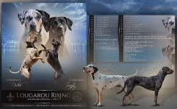 Louisiansky Leopardi Pes - Catahoula - s PP
