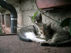 ocourek a kočička hledají nový domov - foto 11.9.202