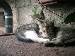 ocourek a kočička hledají nový domov - foto 11.9.202