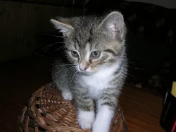 ocourek a kočička hledají nový domov - foto 11.9.202