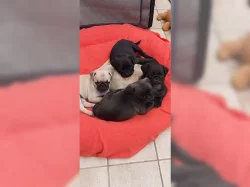 Štěňata mopslíka bez rodokmenem.
