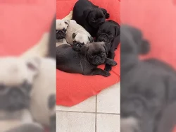 Štěňata mopslíka bez rodokmenem.